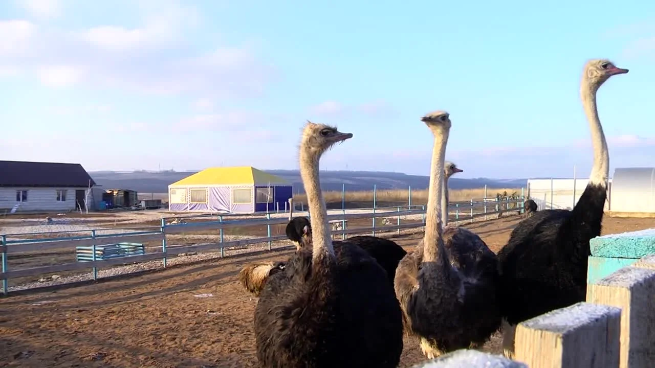Страус на ферме в Самарской области