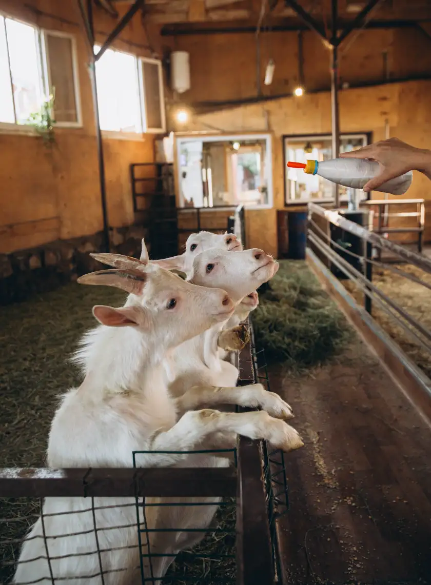 Процесс производства сыра на ферме